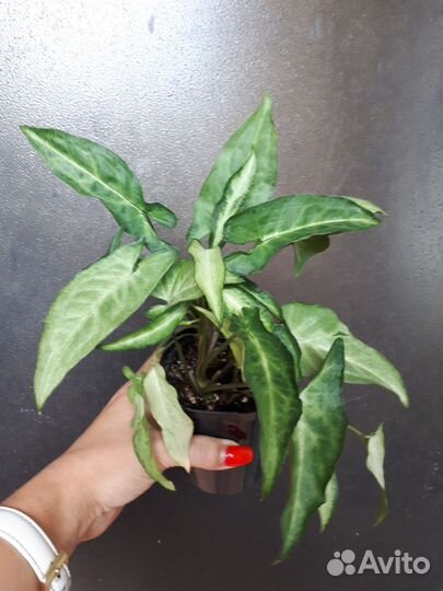 Сингониумы сортовые