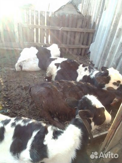 Продаётся тёлочки и гуси все вопросы по телефону