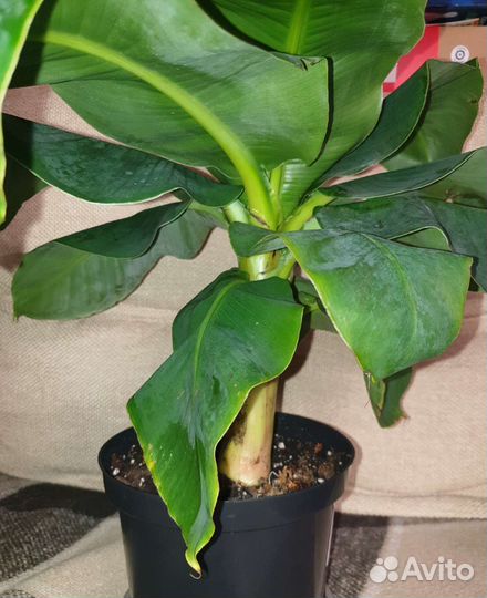 Банан Тропикана,Питахайя,Агава