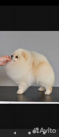 Продам щенка померанского шпица др 19.01.2025
