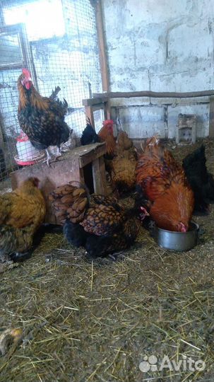 Инкубационное яйцо