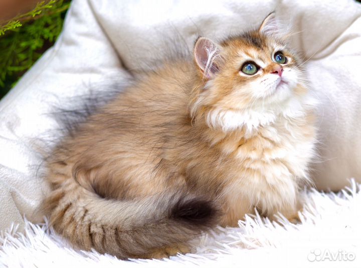 Котята британцы золотая шиншилла девочки