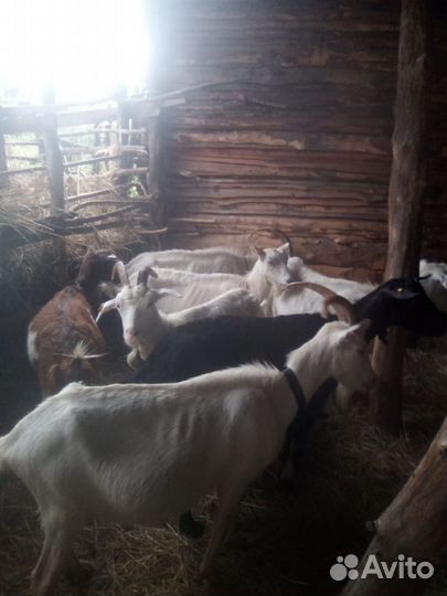 Коза дойная