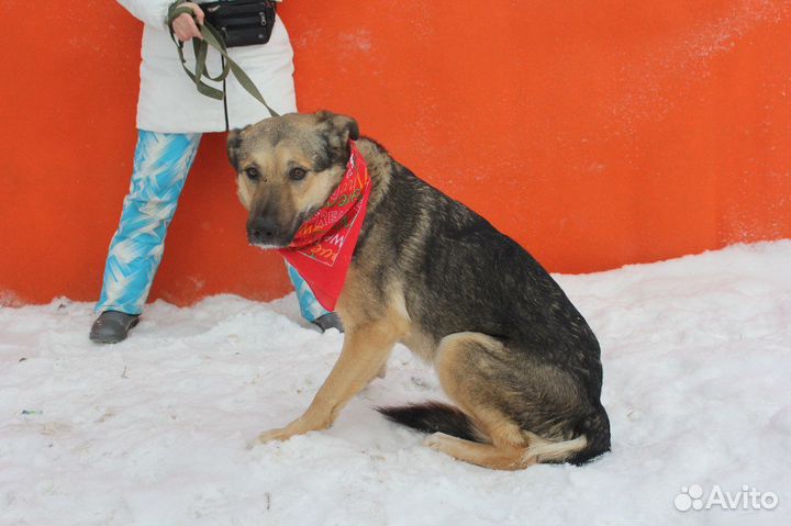 Мирта-трогательная и скромная собаченька ищет дом