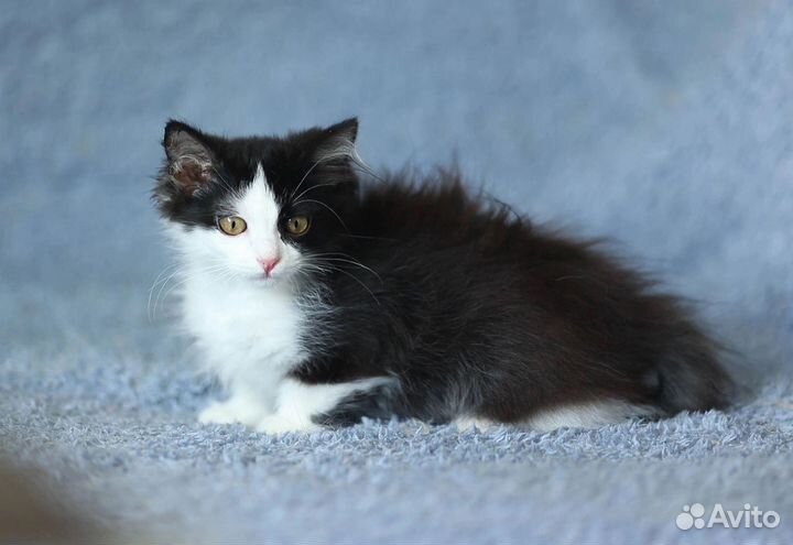 Котенок кошка в дар бесплатно