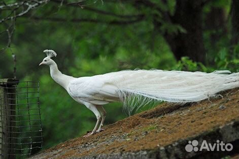 Белый павлин