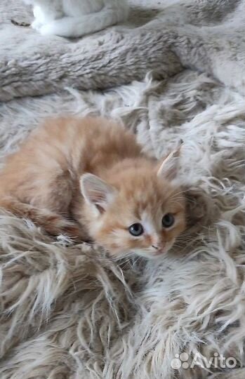 Красивые котята