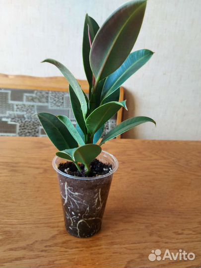 Фикус каучуконосный (эластика) Мелани