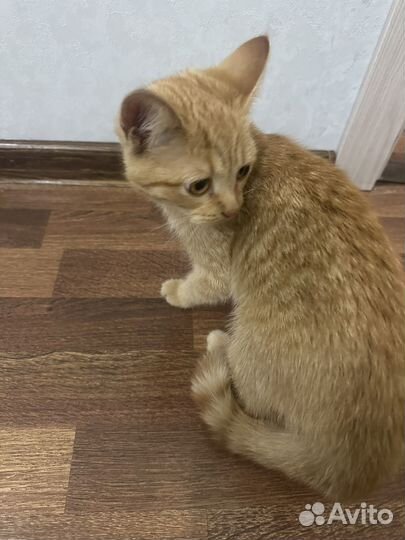 Найден котенок