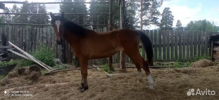 Продажа лошадей