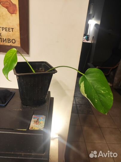 Монстера Альба