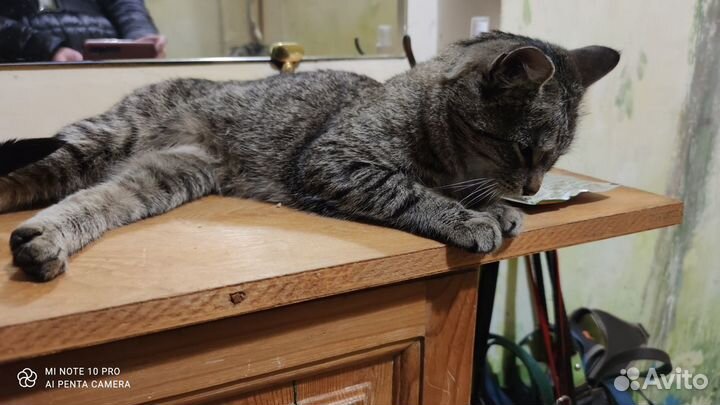 Кошечка-красавица