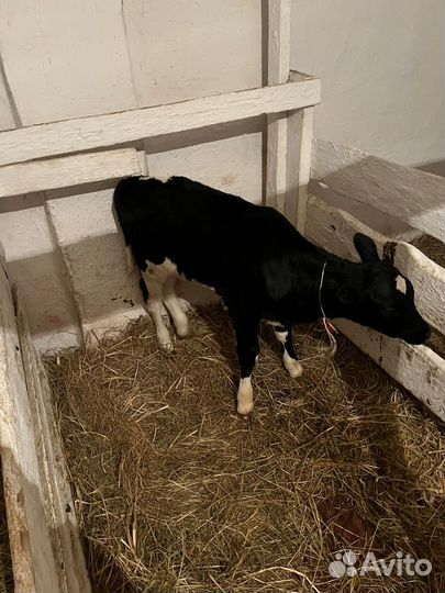 Телята бычки