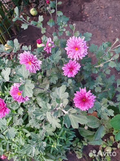 Многолетники