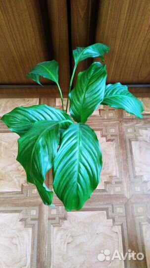 Спацифиллум (Женское счастье)