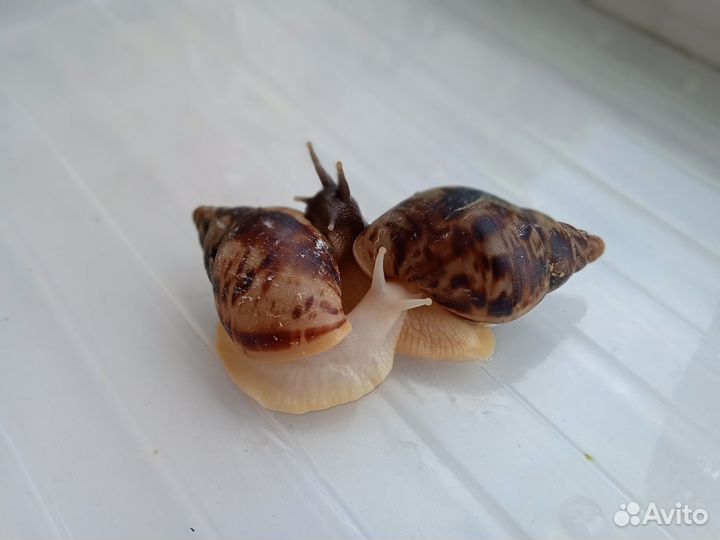 Улитки ахатина