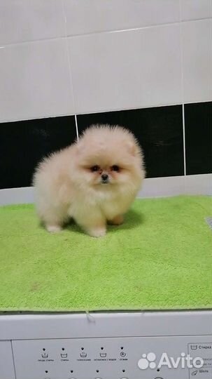 Мини девочка померанский шпиц 2 месяца