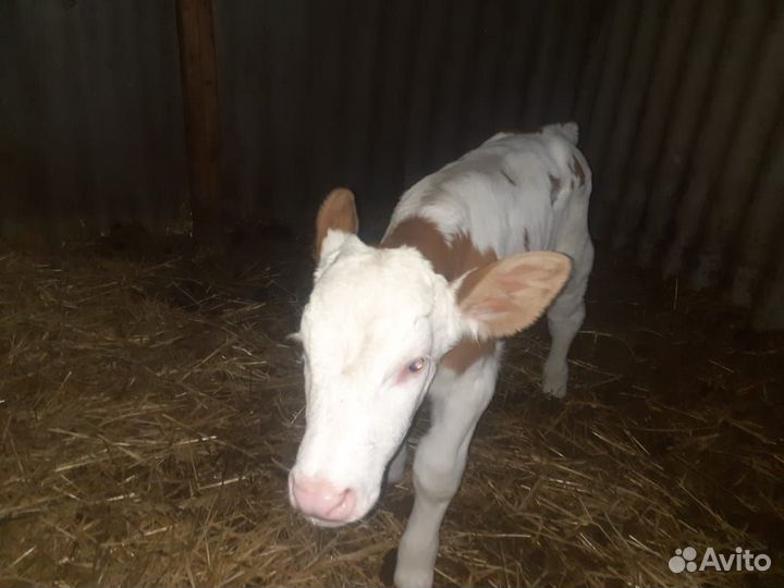 Бык на племя