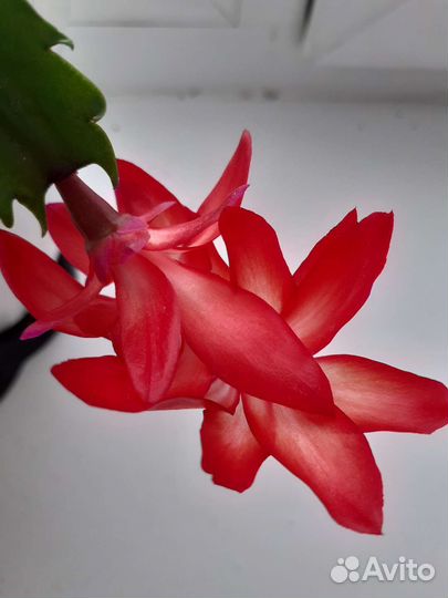 Декабрист Шлюмбергера