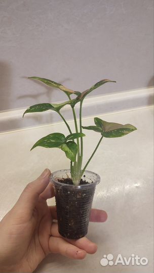 Сингониум ред спот триколор