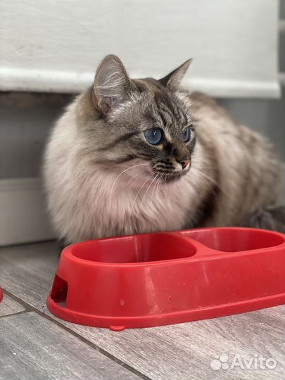 Кошки в добрые руки бесплатно