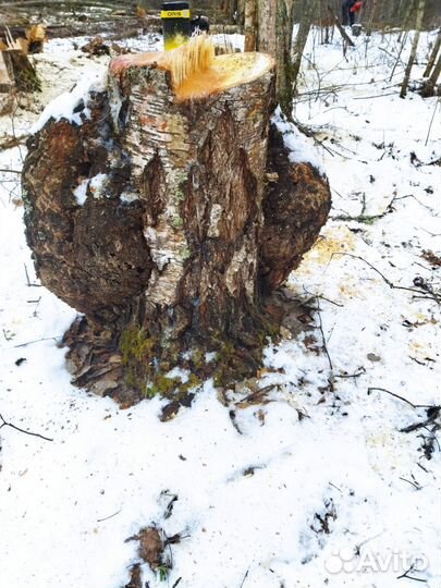 Кап березовый