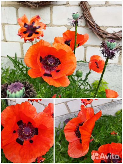 Садовые растения