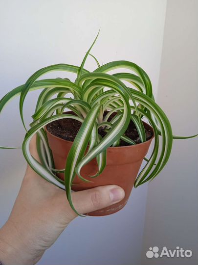 Хлорофитум бонни