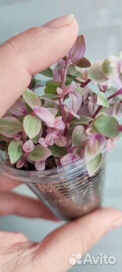 Каллизия розовая пантера