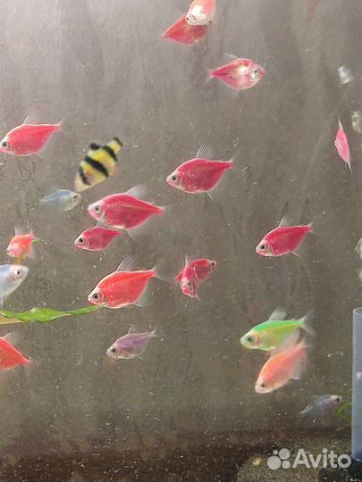 Рыбки, растения, улитки, живые корма