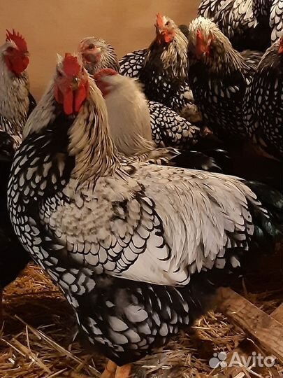 Петух виандот