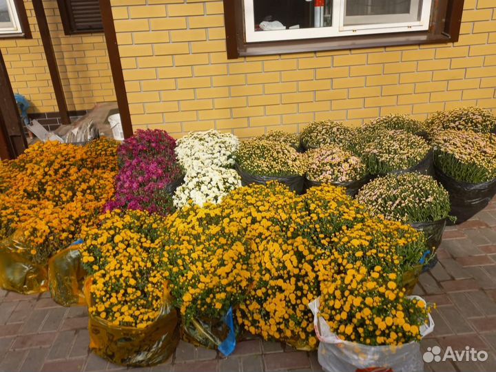 Хризантема шаровидная