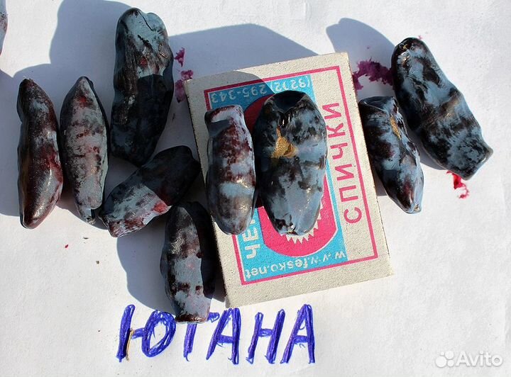 Жимолость Югана, Бист, Близзард, Бьюти,Восторг