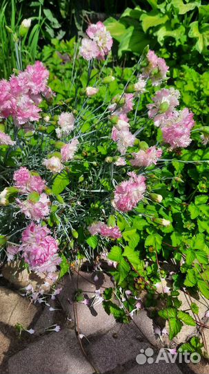 Астранция /3 вида гвоздики/физалис