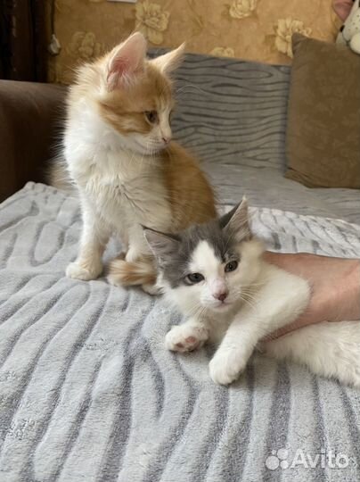 Котята в добрые руки даром