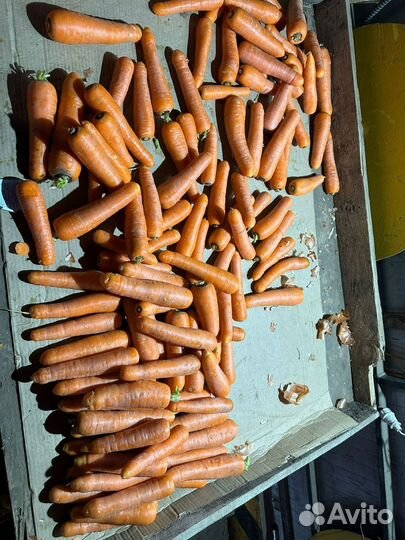 Морковь мытая