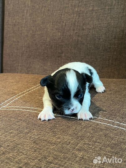 Щенок малыши чихуахуа