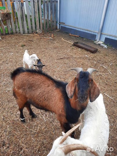 Нубийский козел