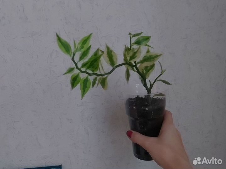 Педилантус