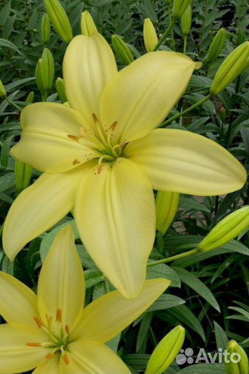 Лилия саженцы Изи Ванилла