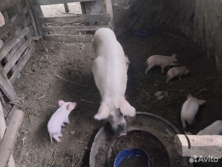 Поросята крупная белая ландрас