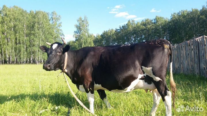 Корова крупных пород
