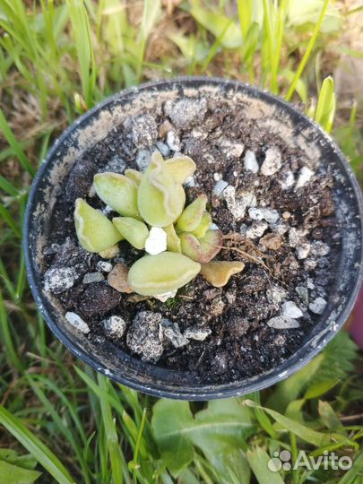 Адромискус