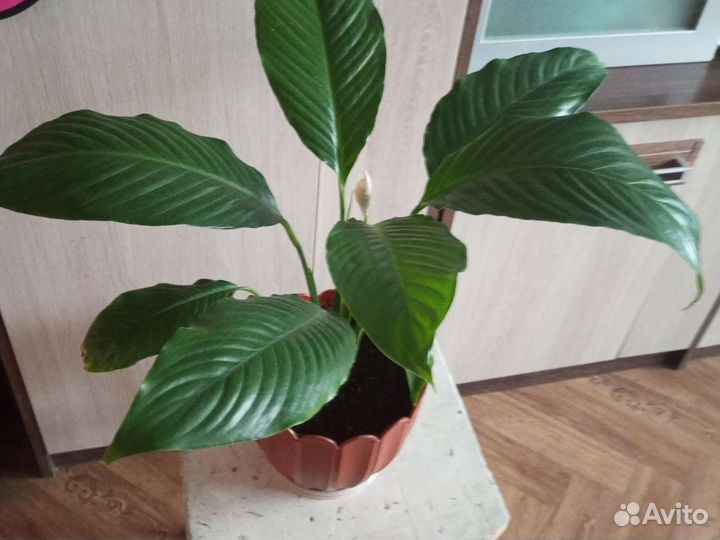 Спатифиллум