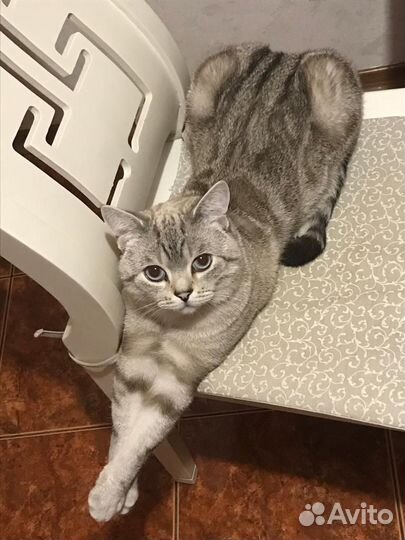 Шотландский кот на вязку