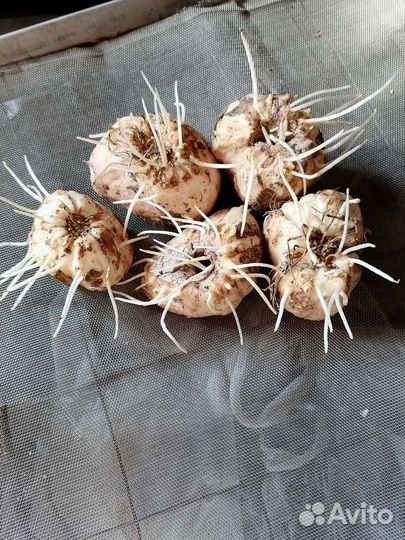 Рябчик императорский