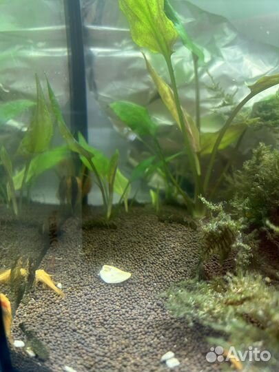 Аквариумные рыбки