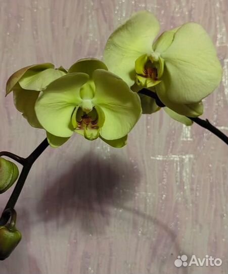 Орхидея фаленопсис