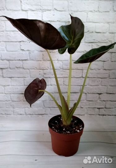 Алоказия Венти