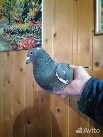 Голуби почтовые